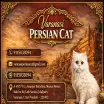 Varanasi Persian Cats - Pet Supplies in Varanasi